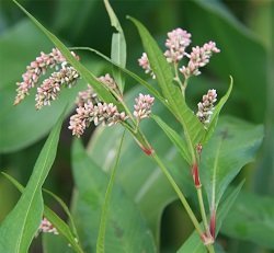 Willow weed flower spikes - tight cylindrical pink clusters at stem ends